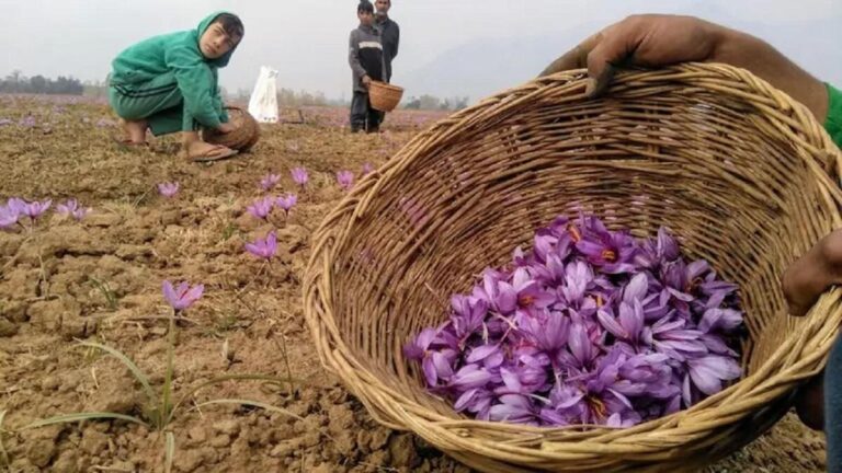 ‘1 kg of Saffron = 50 grams of Gold’: Pahalgam fallout triggers record surge price in India